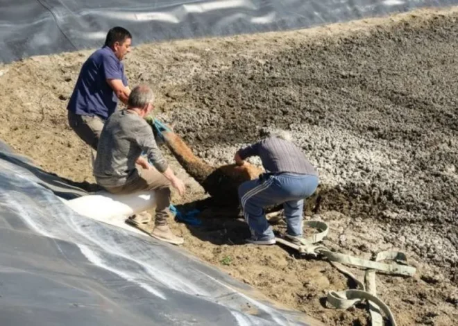 Rescataron un guanaco que cayó en un piletón cloacal en Puerto Pirámides