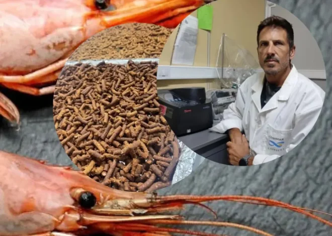 El tesoro oculto en los desechos de langostinos que científicos chubutenses proyectan transformar en nutrición animal