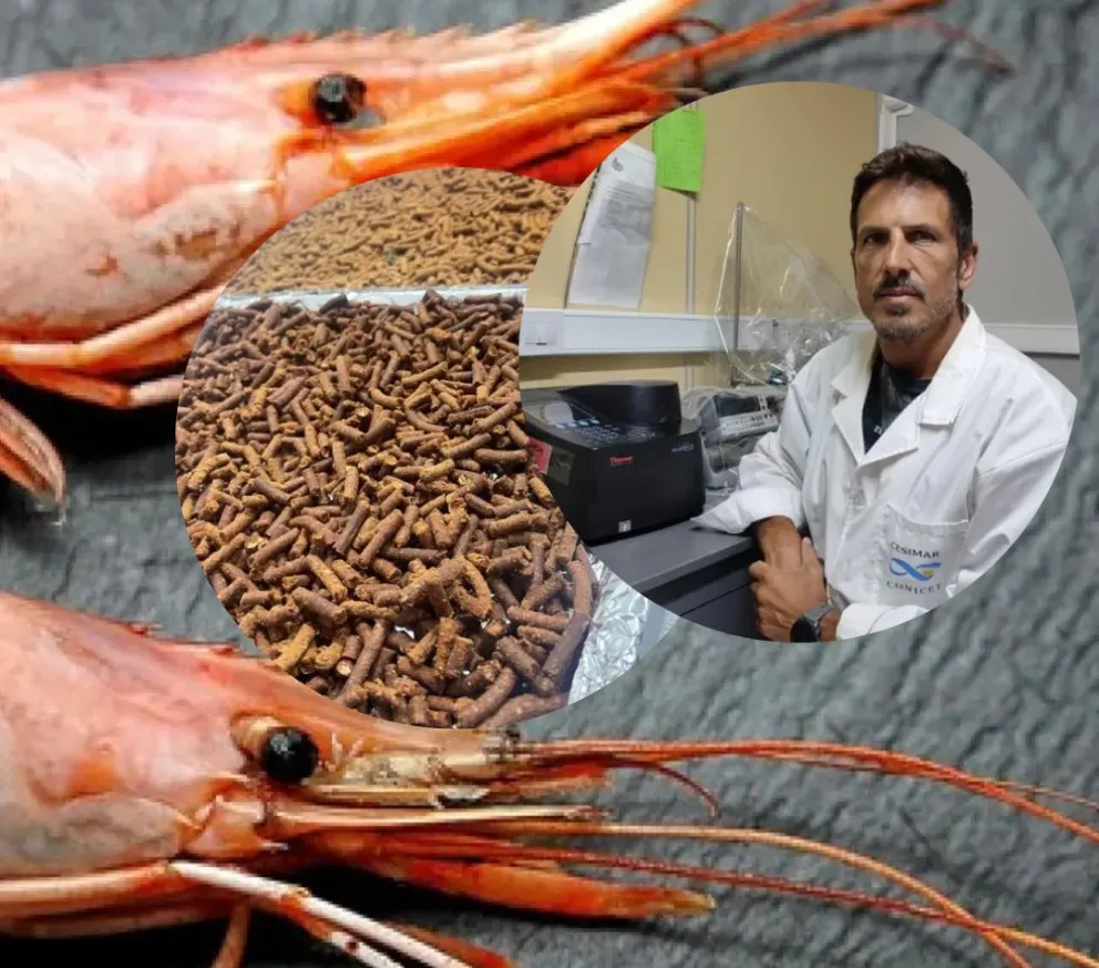 El tesoro oculto en los desechos de langostinos que científicos chubutenses proyectan transformar en nutrición animal