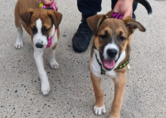 Buscan una familia para cachorros que fueron hallados atados bajo el sol y sin agua