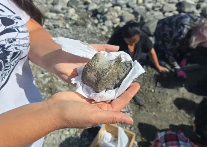 Hallazgo paleontológico en la Patagonia: Bajó el Nahuel Huapi y rescatan fósiles de un megaterio gigante