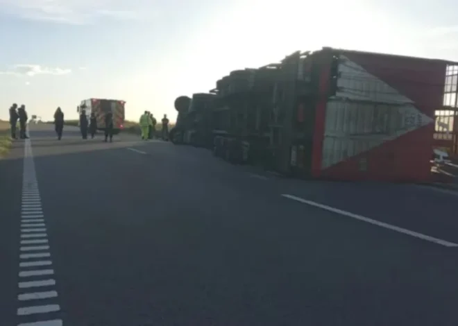 Volcó un camión con ganado y faenaron los animales con el chofer muerto en el lugar