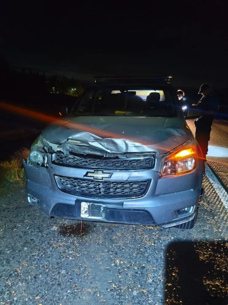 Un vehículo colisionó contra un potrillo cerca de La Herradura