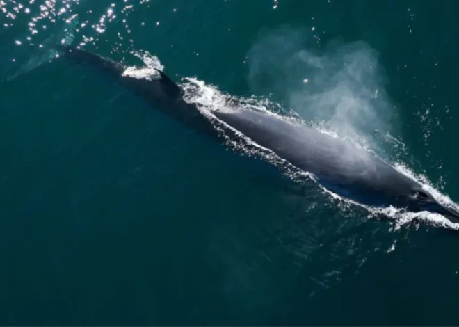 Rada Tilly inicia la temporada de avistaje de Ballena Sei