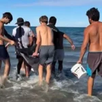 Rescataron y devolvieron al mar a un delfín común varado en Puerto Pirámides