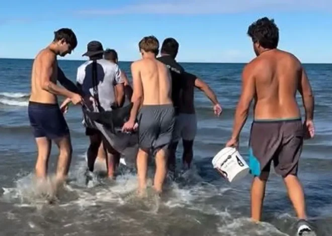 Rescataron y devolvieron al mar a un delfín común varado en Puerto Pirámides