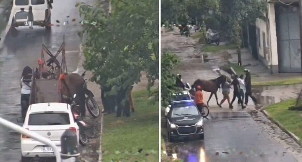 Rescataron a un caballo en grave estado de desnutrición y abandono