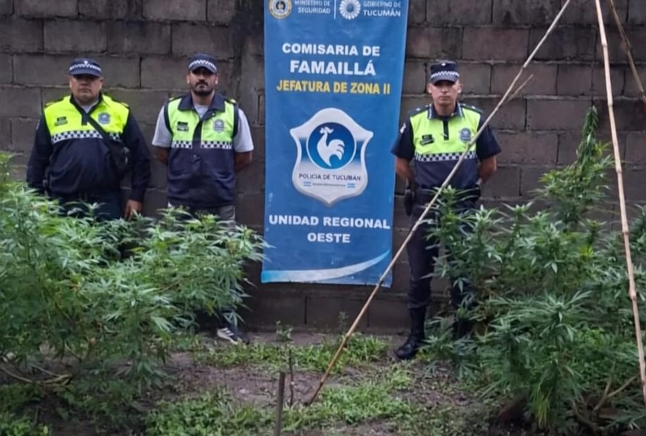 Usaban una casa abandonada en un barrio de Famaillá para esconder un huerto de plantas de marihuana