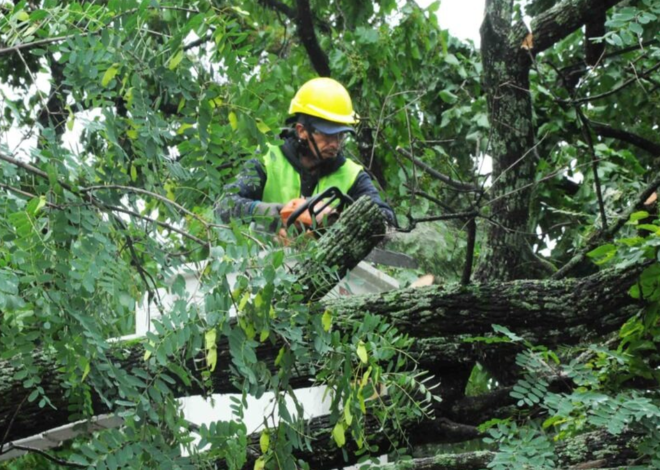 Árboles en la vereda: cómo pedir autorización para podar en San Salvador de Jujuy y evitar multas