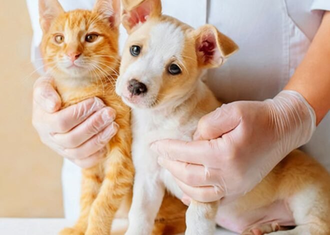 Cambia el sistema de pagos para castración de perros y gatos en capital