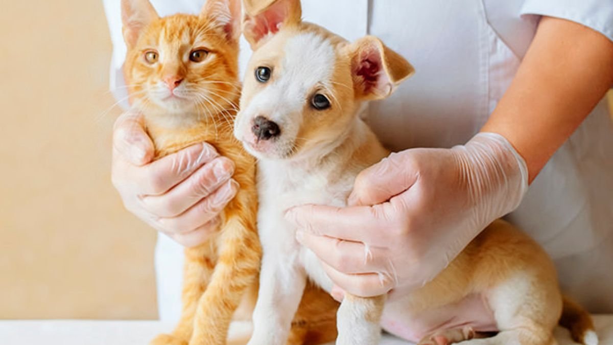 Cambia el sistema de pagos para castración de perros y gatos en capital