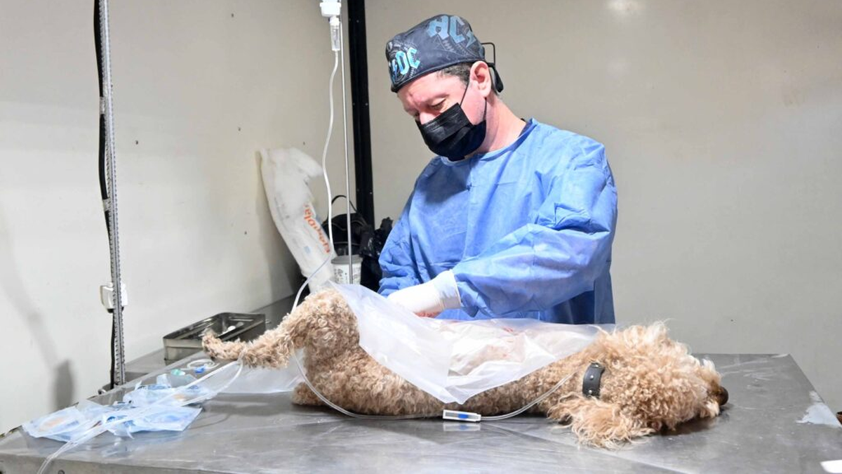 Cronograma de castración y vacunación de mascotas para esta semana