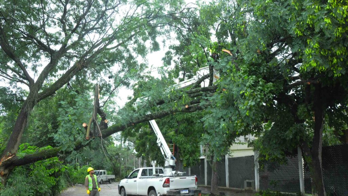 Arbolado urbano: tras la caída de una rama en Bajo La Viña, recuerdan cómo reportar riesgos