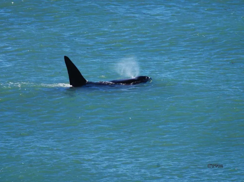 Inició la temporada de orcas en la Península Valdés
