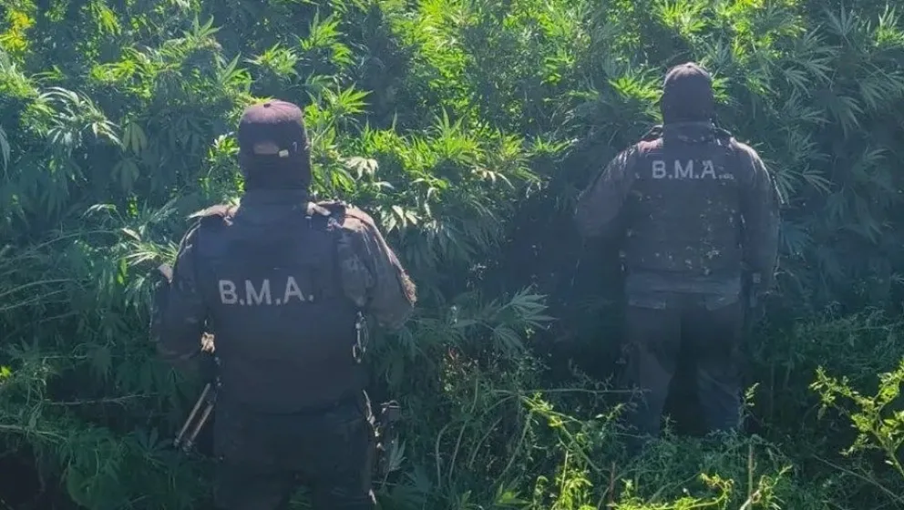 Río Negro: buscaban a un joven desaparecido y encontraron una megaplantación de marihuana