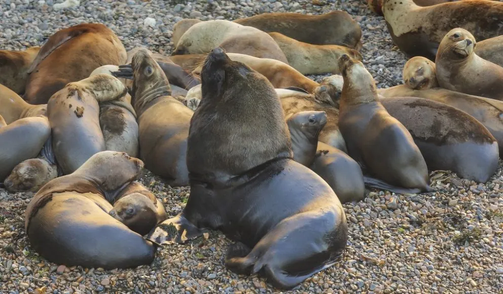 Cómo la caza comercial transformó las poblaciones de lobos marinos en Chubut