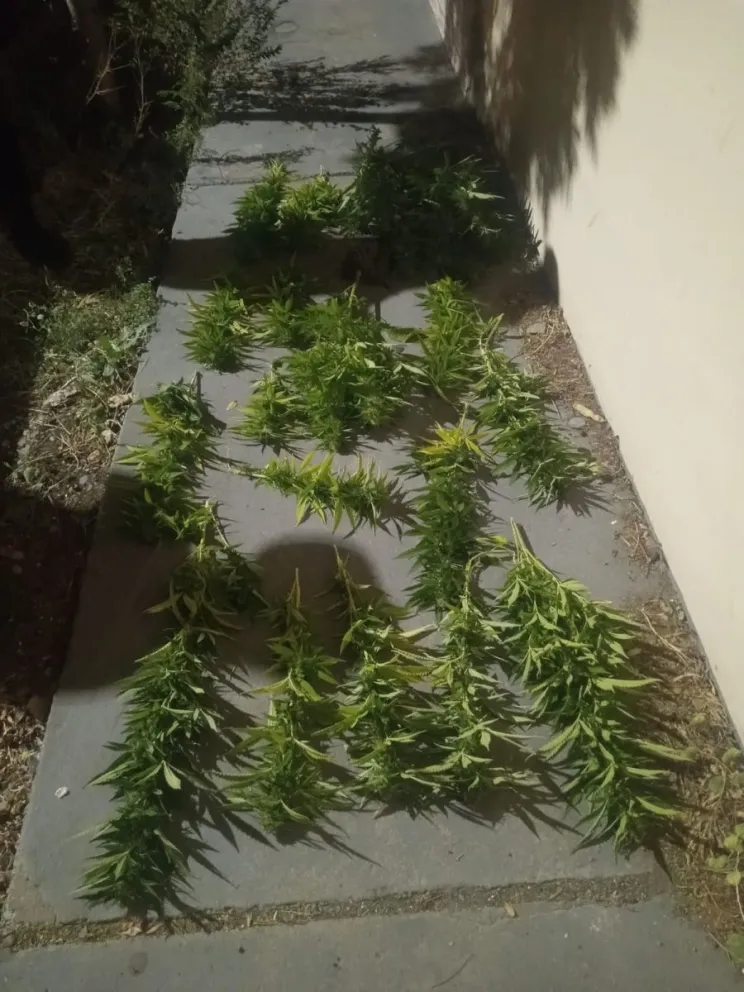 De víctima a imputado: le robaron sus plantas de marihuana, no quiso denunciar y ahora lo investiga la Justicia Federal