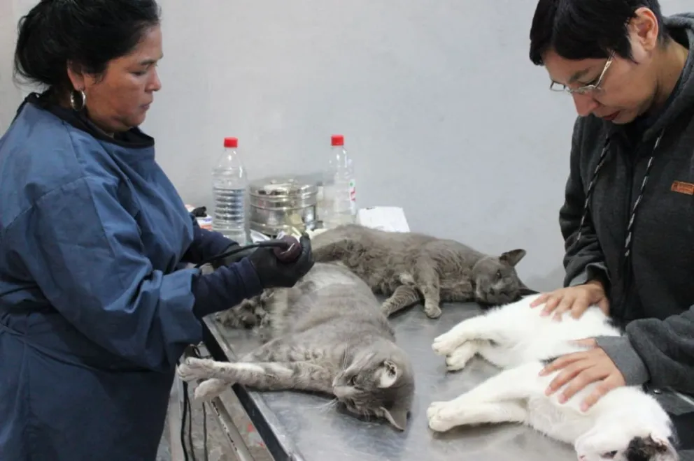 Esterilización masiva de gatos en Kilómetro 8