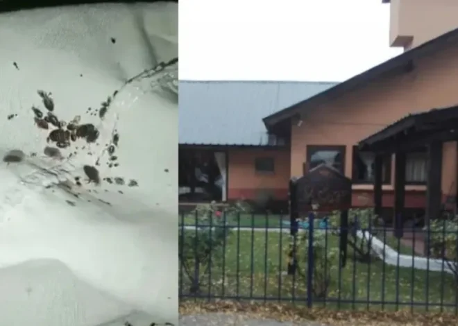 Clausura del hogar de ancianos en Trevelin: “Las chinches caminaban en las camas y en las paredes””