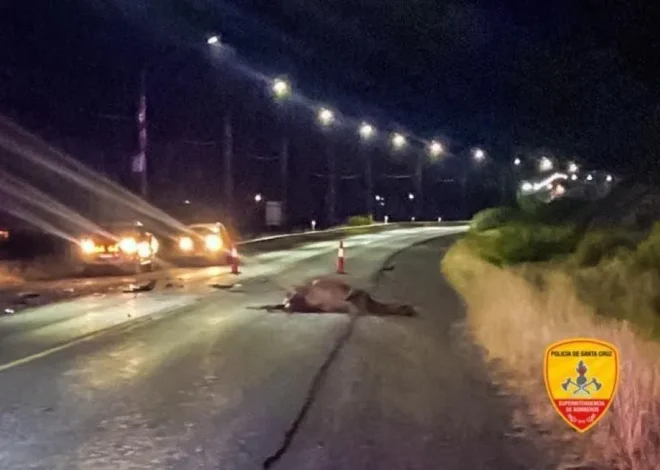 Chocó contra un caballo en la Ruta 40: el animal murió y no hubo heridos