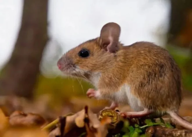Confirmaron un nuevo caso de hantavirus en Chubut