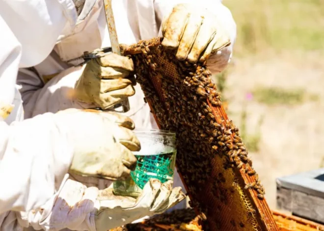 BioVar: el bioproducto de la UNPSJB que promete salvar a las abejas