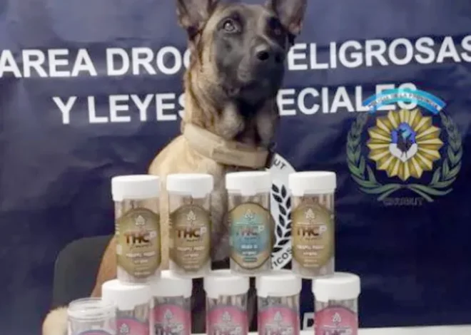 Madryn: “Tusy” detectó una encomienda con 100 cigarrillos de marihuana