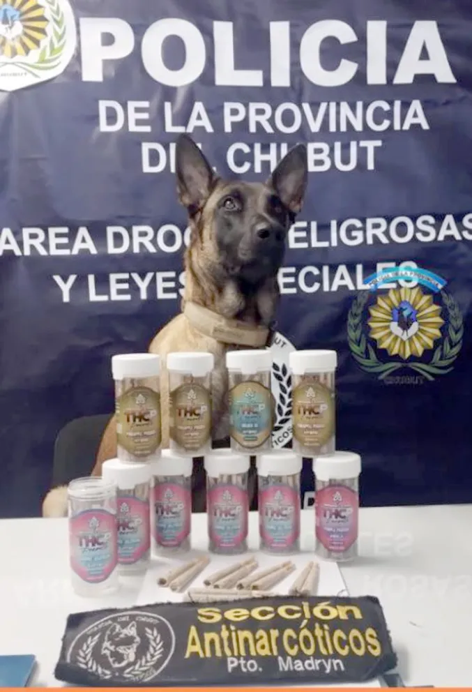 Madryn: “Tusy” detectó una encomienda con 100 cigarrillos de marihuana