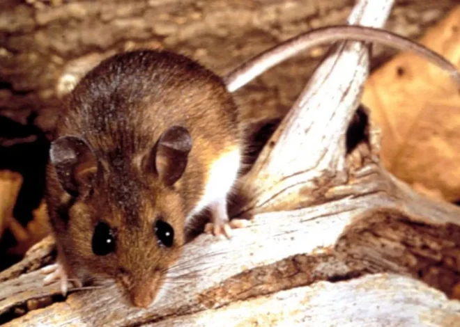 Salud confirmó un caso de hantavirus en Corcovado