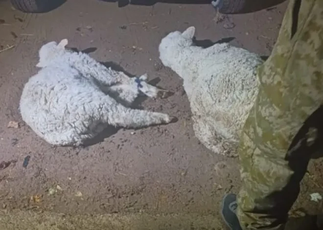 Dos detenidos en Gaiman por transporte ilegal de animales