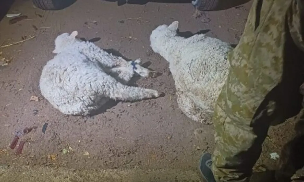 Dos detenidos en Gaiman por transporte ilegal de animales