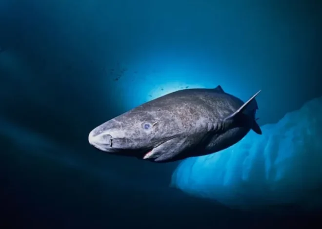 Científicos localizan un tiburón con cuatro siglos de vida en el océano Ártico