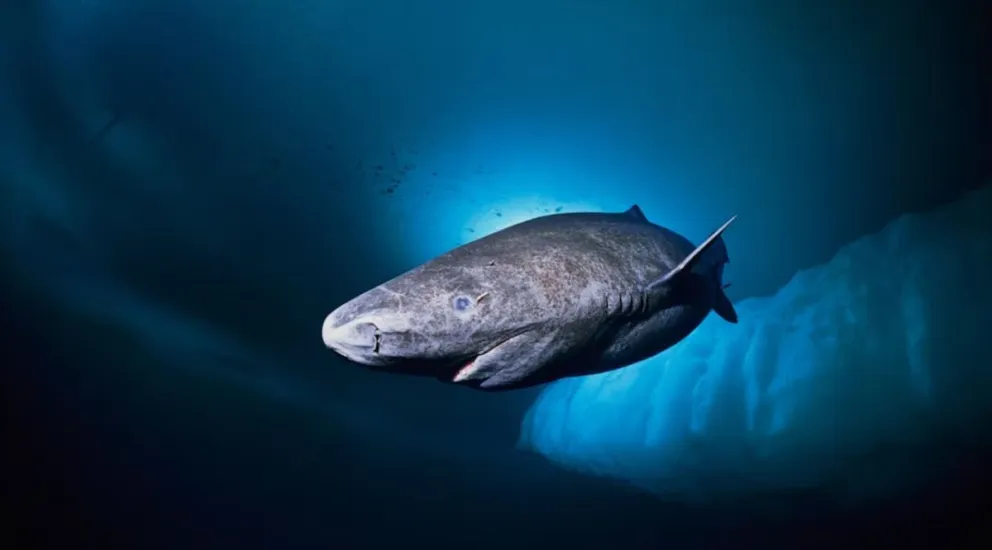 Científicos localizan un tiburón con cuatro siglos de vida en el océano Ártico
