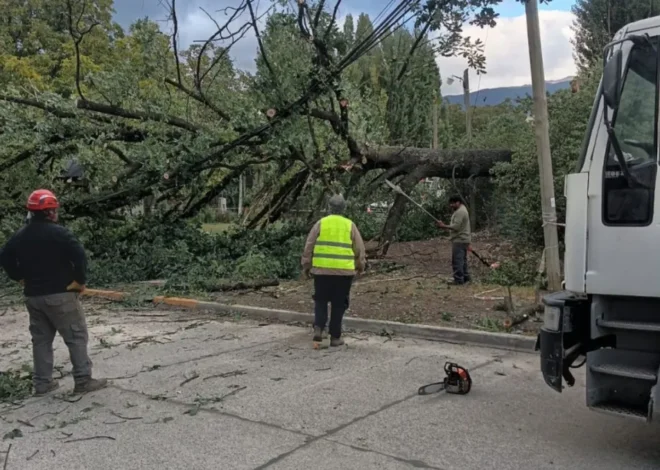 El Bolsón: operativo interinstitucional por la caída de un árbol en la vía pública