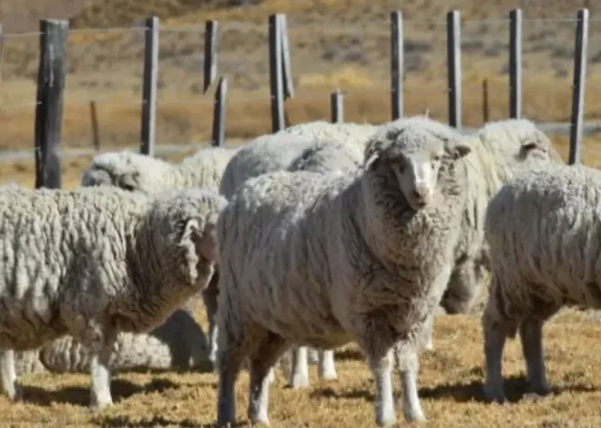 Chubut invertirá 1.000 millones de pesos para fortalecer el sector ovino