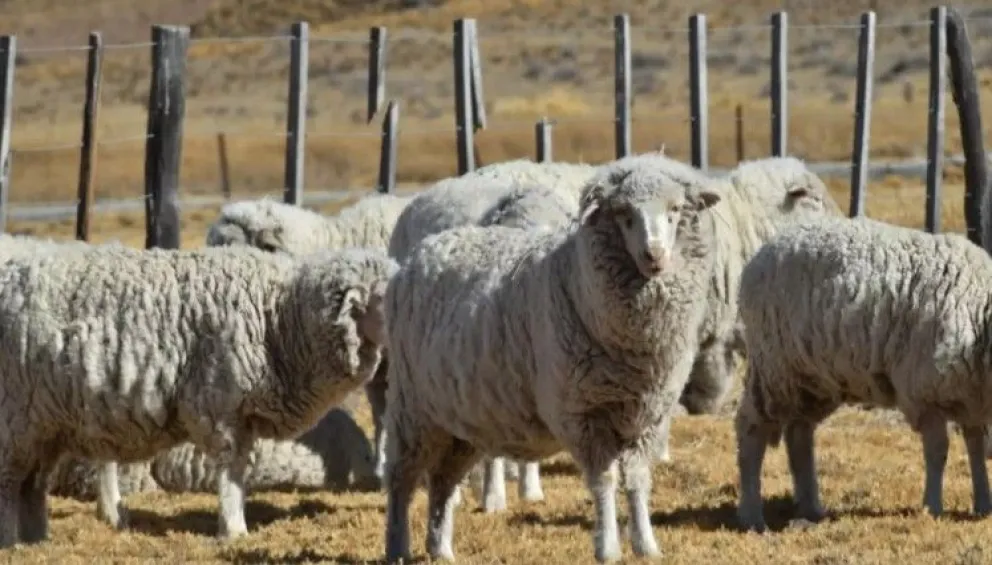 Chubut invertirá 1.000 millones de pesos para fortalecer el sector ovino