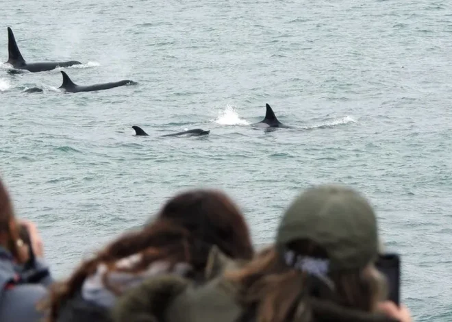 Arranca la temporada de orcas y preparan transmisión en vivo desde Punta Norte