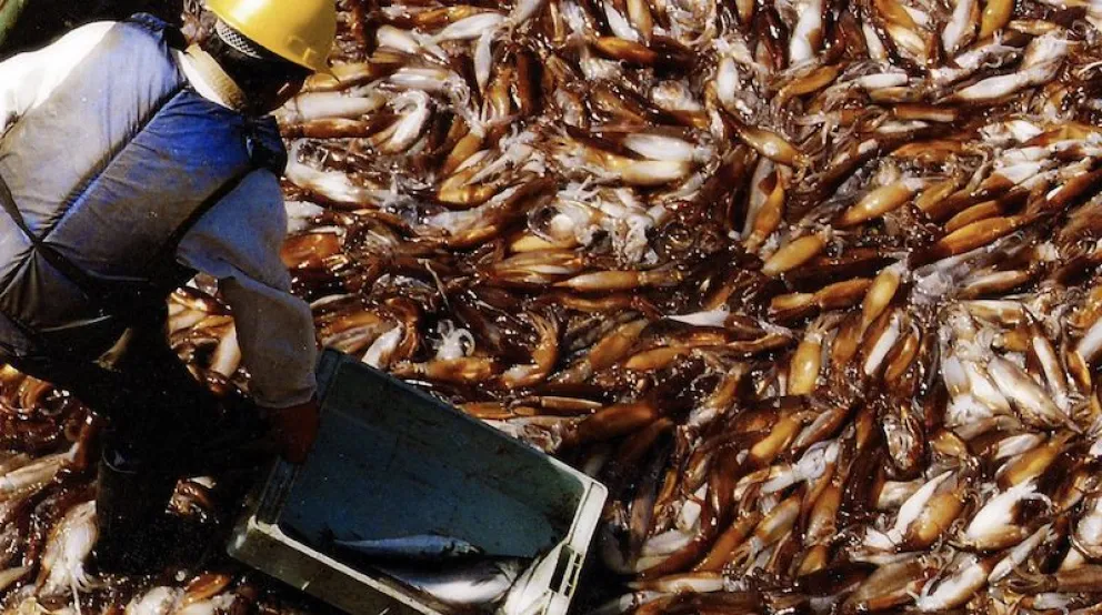 La captura del calamar del primer bimestre es récord histórico y ya duplicó la del año anterior