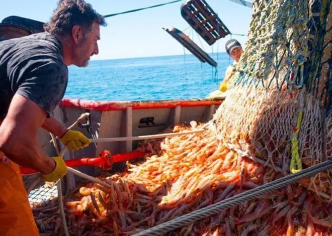 Chubut oficializó el cierre de la temporada de langostino