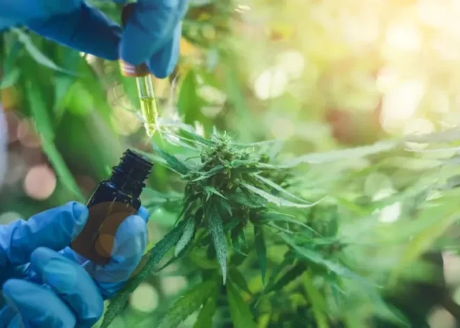 Comodoro avanza en la construcción de una agenda sobre cannabis industrial, medicinal y veterinario