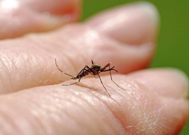 Dengue y chikungunya: “El riesgo proviene de personas que viajan a lugares con transmisión activa”