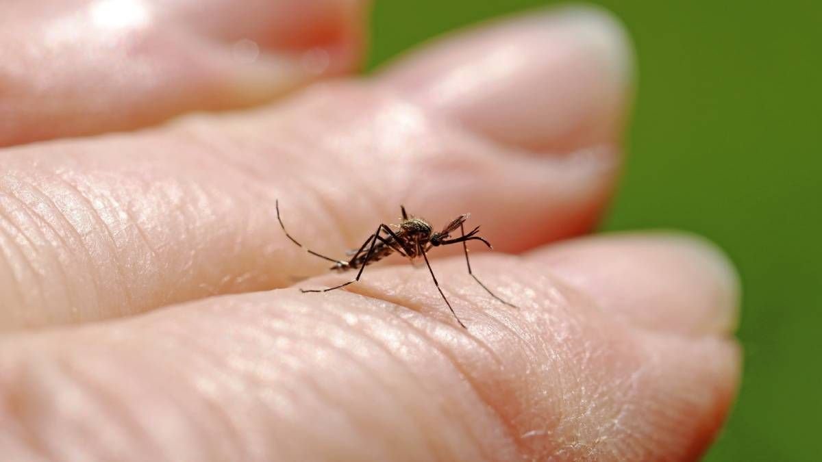 Dengue y chikungunya: “El riesgo proviene de personas que viajan a lugares con transmisión activa”