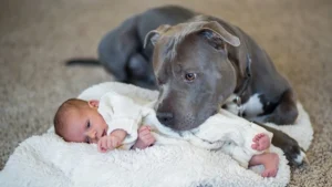 Expertos descartan razas peligrosas y explican las causas de las mordeduras de perros