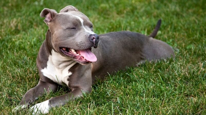 La Justicia imputó a un hombre por la muerte de un perro atacado con un machete en Lules