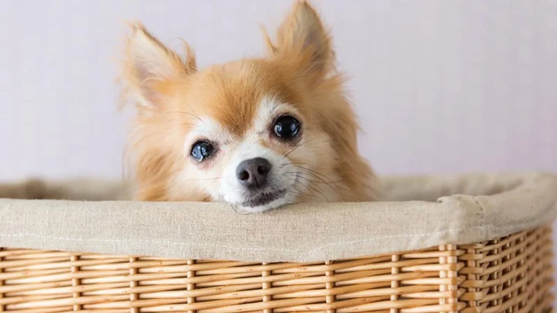 ¿Tu perro “llora”? La ciencia explicó qué significan los suspiros y gemidos que desconciertan a millones de dueños
