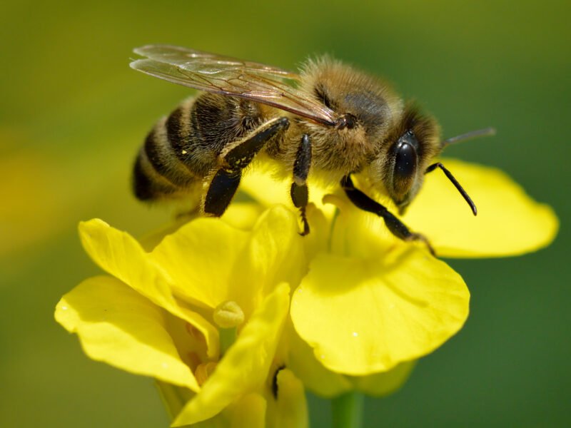 Día Mundial de las Abejas: alertan que su desaparición amenaza la seguridad alimentaria global