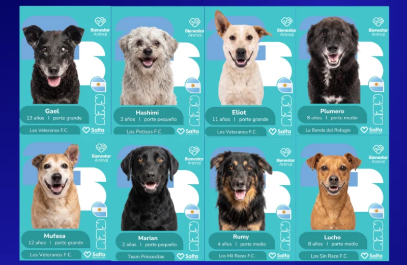 “Mundial de Adopciones”: el álbum de figuritas que busca encontrarle un hogar a perros y gatos en Salta