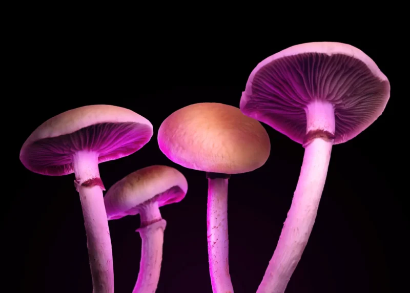 Un estudio científico explora el uso de psilocibina como posible tratamiento para la adicción a la cocaína