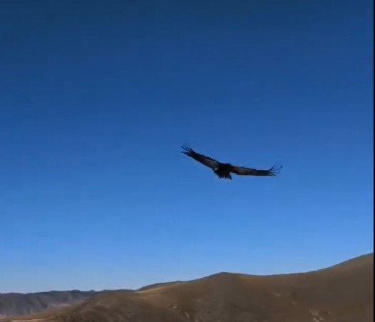 Nay volvió a volar: liberaron en Tafí del Valle a la cóndor andina rescatada en Alpachiri