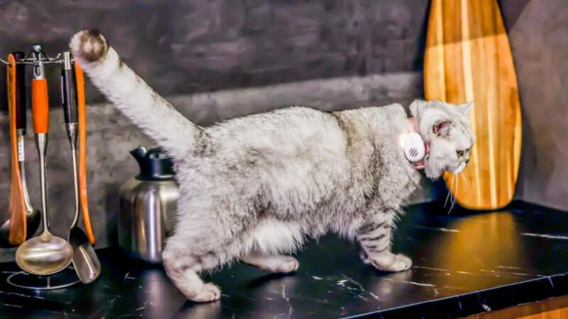 China creó un dispositivo que promete “traducir” los ladridos y maullidos de perros y gatos